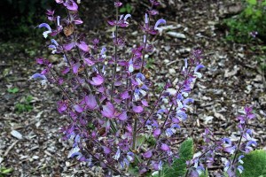 Salvia sclarea (2) (1200 x 800)4